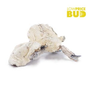 Buy Mushrooms – Albino Extraterrestrial (Exotic) online Canada