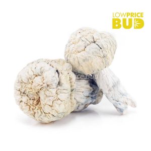 Buy Mushrooms – Jack Frost (Exotic) online Canada