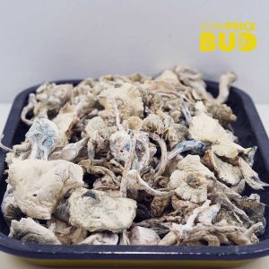 Buy Mushrooms – Albino Extraterrestrial (Exotic) online Canada