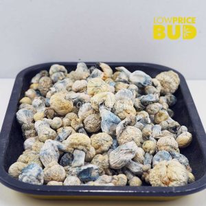 Buy Mushrooms – Jack Frost (Exotic) online Canada