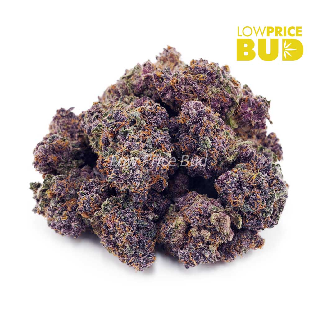 Tangerine Dream (AAA) Buy Tangerine Dream (AAA) online Canada