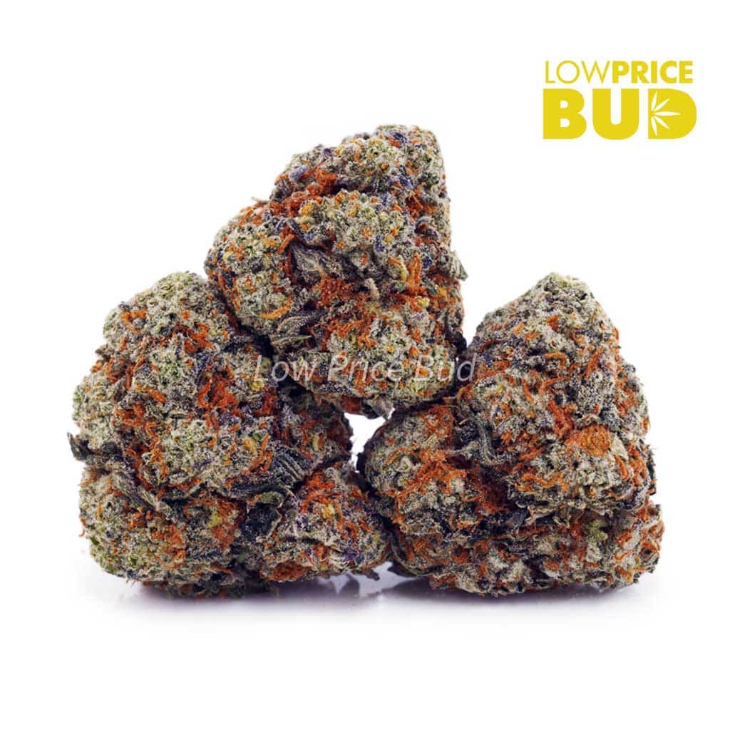 King Tut (AAA) Buy King Tut (AAA) online Canada