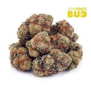 King Tut (AAA) Buy King Tut (AAA) online Canada