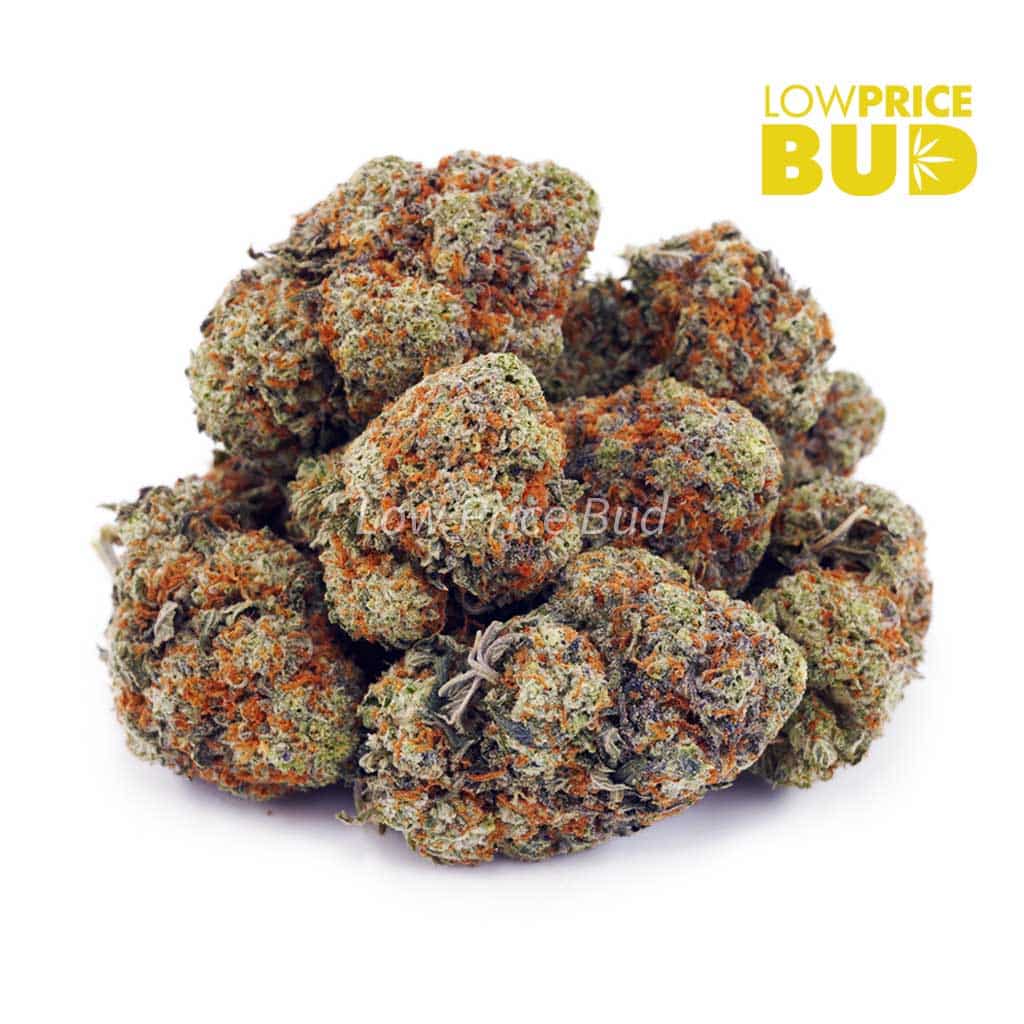 King Tut (AAA) Buy King Tut (AAA) online Canada