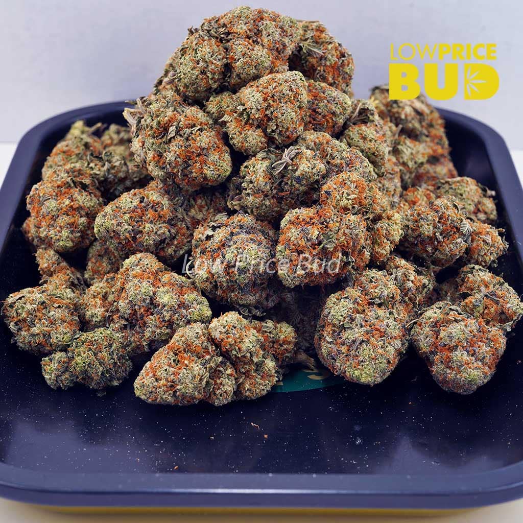 King Tut (AAA) Buy King Tut (AAA) online Canada
