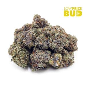 Island Pink Kush (Craft Cannabis) Buy Island Pink Kush (Craft Cannabis) online Canada