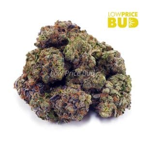 Guava Gelato (AA) Buy Guava Gelato (AA) online Canada
