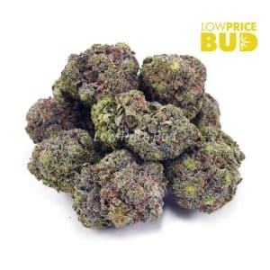 Bubble Gum Gelato (AAAA) Buy Bubble Gum Gelato (AAAA) online Canada