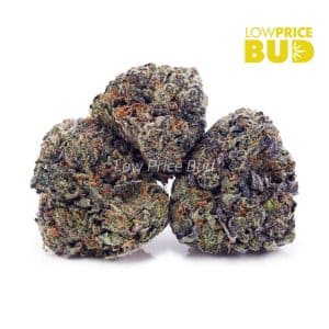 Buy Build Your Own (AA) Pound 4 x 112g online Canada