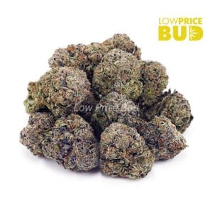 Island Sweet Skunk (AA) Buy Island Sweet Skunk (AA) online Canada
