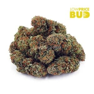Buy Rockstar (AAA) online Canada