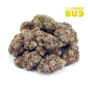 White Rhino (AA) Buy White Rhino (AA) online Canada