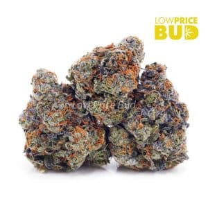 Unicorn Hunter (AAAA) Buy Unicorn Hunter (AAAA) online Canada