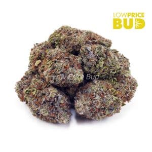 Gary Payton (AAA) Buy Gary Payton (AAA) online Canada