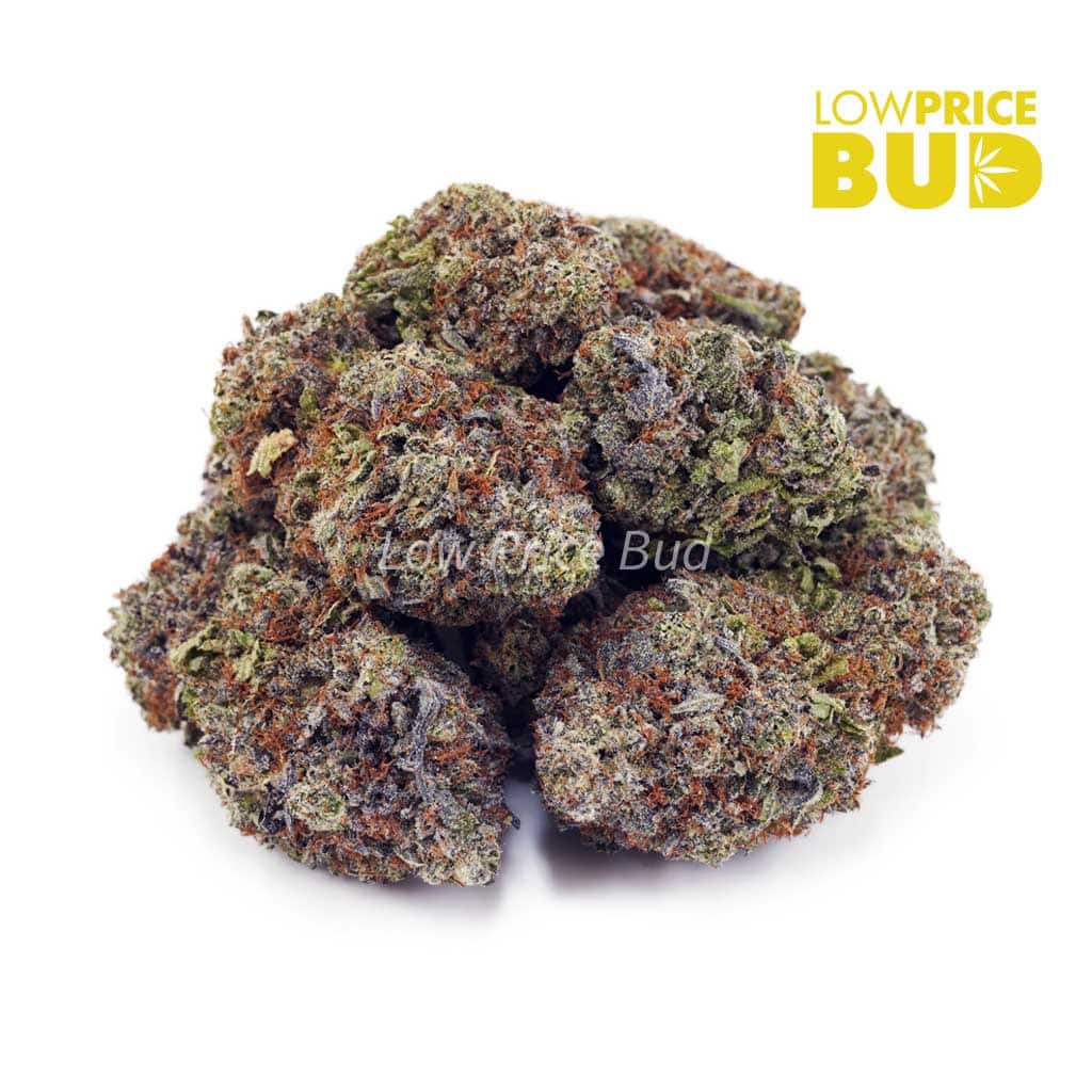 Gary Payton (AAA) Buy Gary Payton (AAA) online Canada