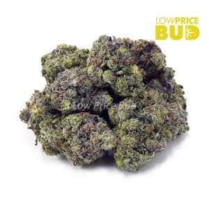 Buy Atomic Pink (AAAA) online Canada