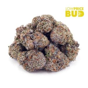 Pink Anxiety (AA) Buy Pink Anxiety (AA) online Canada