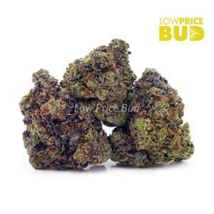 Buy Build Your Own Oz 8 x 3.5g online Canada