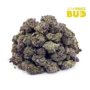 Buy Gelato Mintz (AAAA) – Popcorn Nugs online Canada
