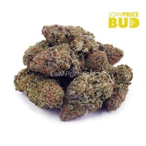 Buy King Louie XIII (AA) online Canada
