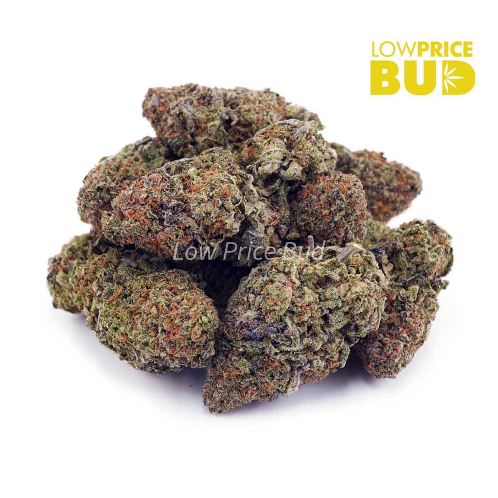 King Louie XIII (AA) Buy King Louie XIII (AA) online Canada