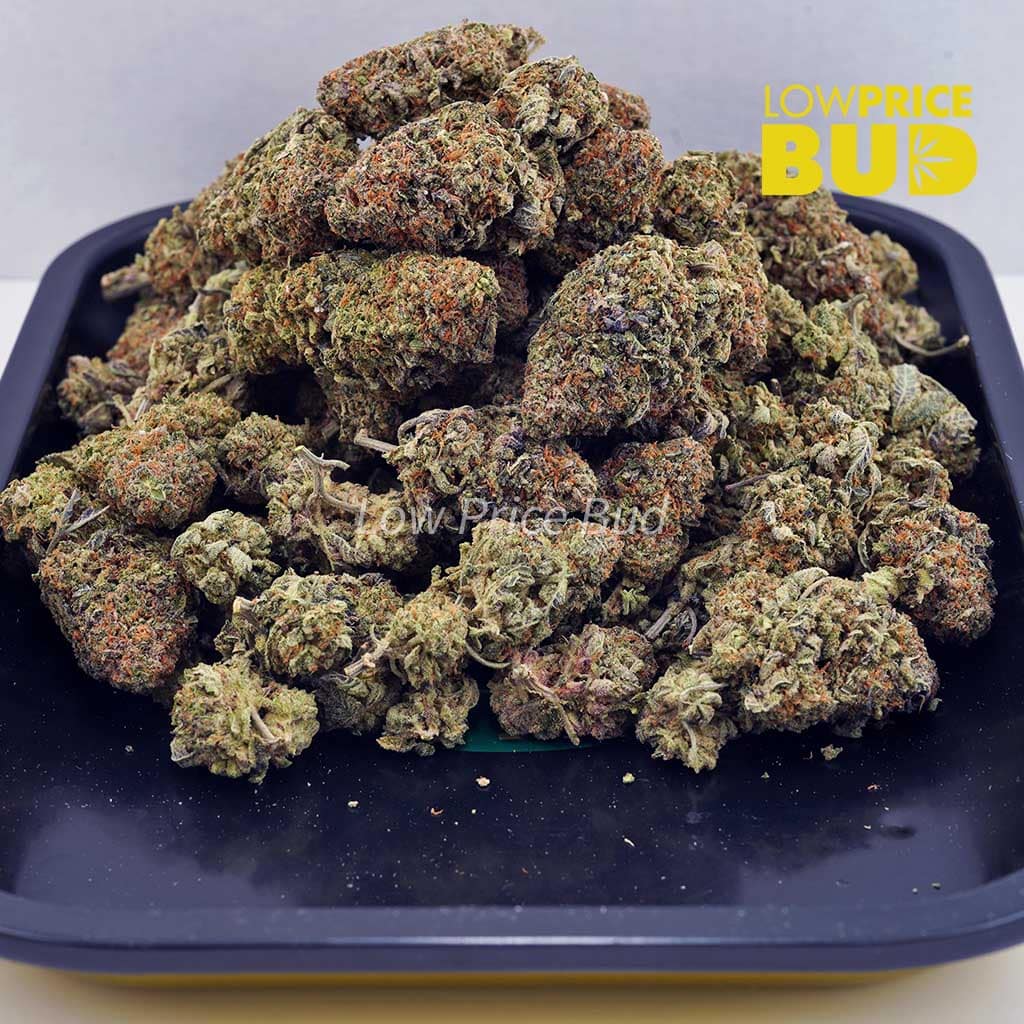 King Louie XIII (AA) Buy King Louie XIII (AA) online Canada