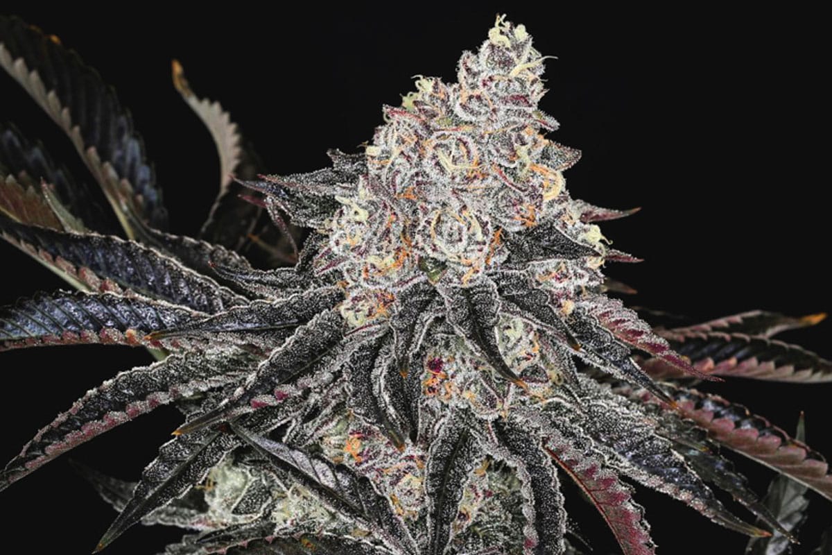 First Class Funk Cannabis A Premium Strain That Lives Up to Its Name