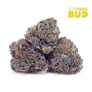 Pink Rockstar (AAAA) Buy Pink Rockstar (AAAA) online Canada