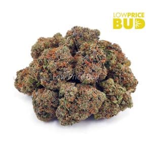 Buy Pink Bubba (AAA) online Canada