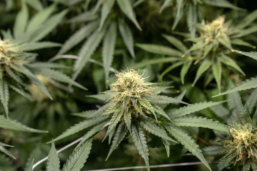 King Louie XIII Cannabis Discover the Power of This Legendary Strain