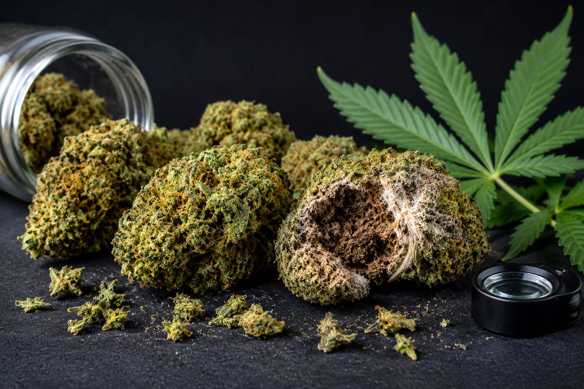 Bud Rot Protecting Your Cannabis From Mold