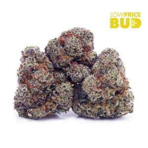 Cinderella 99 (AA) Buy Cinderella 99 (AA) online Canada