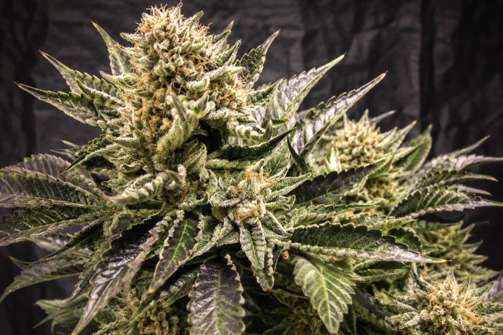 Tahoe Alien Cannabis A Potent Indica Hybrid with Deep Relaxing Effects