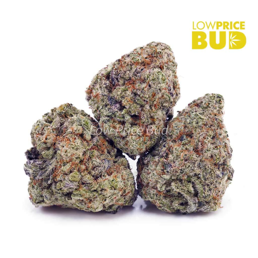 Dragonfruit Gelato (Craft Cannabis) Buy Dragonfruit Gelato (Craft Cannabis) online Canada