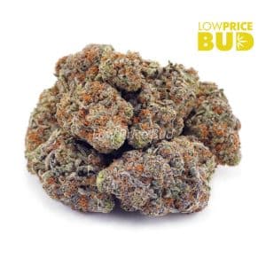 Golden Goat (AAA) Buy Golden Goat (AAA) online Canada