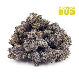 Buy Tangerine Dream (AAAA) online Canada