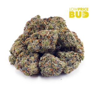 Buy Incredible Hulk (AA) online Canada