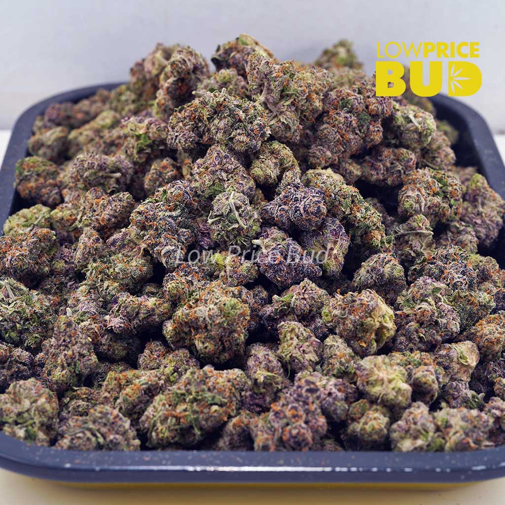 Purple Haze (AAA) Buy Purple Haze (AAA) online Canada