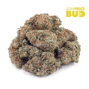 ACDC (AAAA) Buy ACDC (AAAA) online Canada