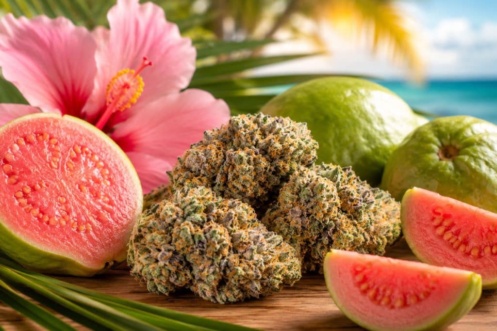Pink Guava Cannabis A Tropical Treat for Cannabis Lovers