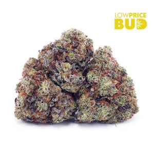 Buy Georgia Pie (AA) online Canada