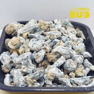 Mushrooms – Blue Ghost Buy Mushrooms – Blue Ghost online Canada