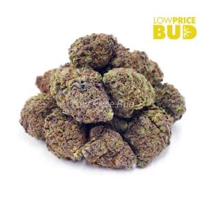 Buy Georgia Pie (AA) online Canada