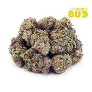 Buy Shiva Skunk (AAA) online Canada