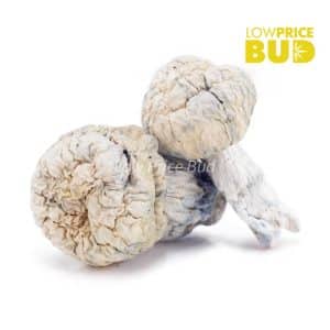 Buy Mushrooms – Iceberg online Canada