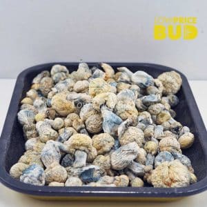 Buy Mushrooms – Iceberg online Canada
