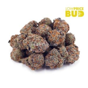 Buy Pink Champagne (AAAA) online Canada
