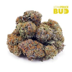 Buy Sensi Star (AA) online Canada