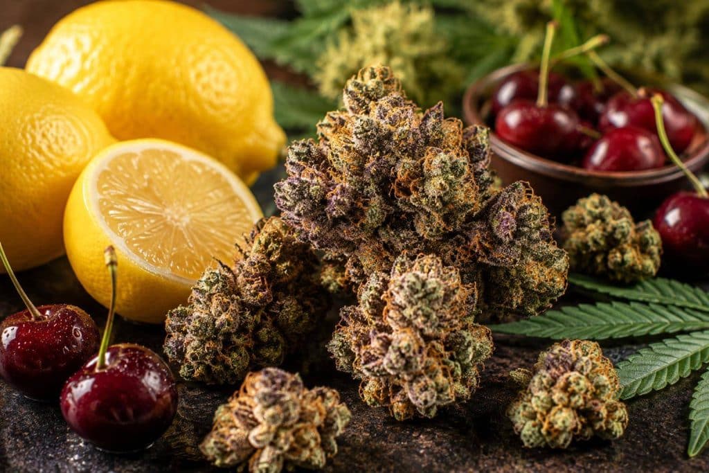 Lemon Cherry Gelato Strain A Flavor Packed Hybrid Worth Exploring