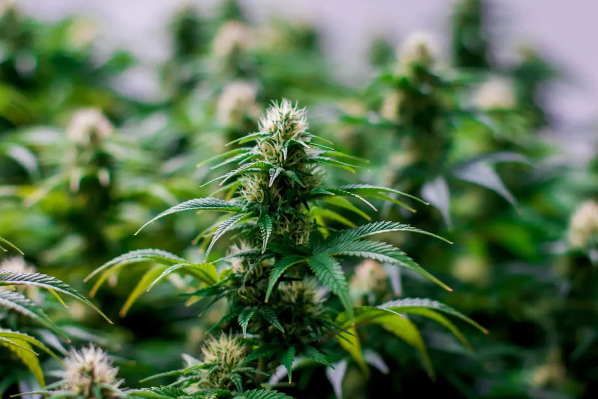 Blue Dream Strain Sweet Berry Flavour Meets Balanced Effects..